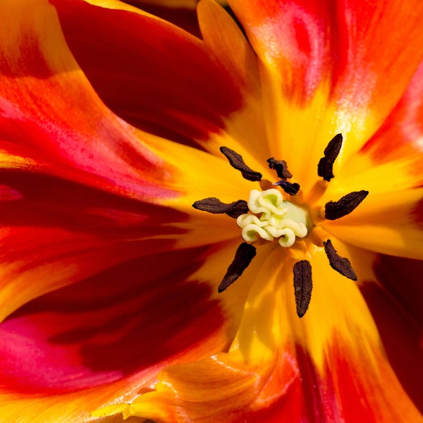 The beautiful tulip flower brings energy and love. Digital art, fiery flower, downloadable flower photos, downloadable digital flowers.