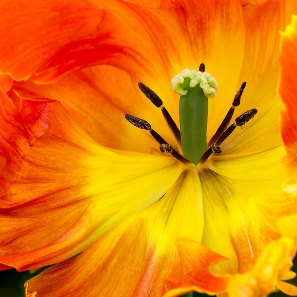 The beautiful orange tulip flame flower. Digital art,  downloadable flower photos, downloadable digital flowers