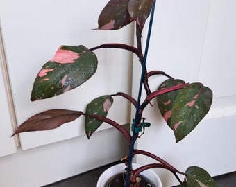 Philodendron Pink Princess - Planta rara - Hermosa planta - Esquejes