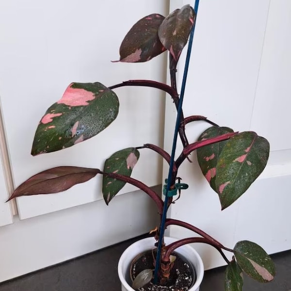 Philodendron Pink Princess - Rare Plant - Beautiful Plant - Cuttings