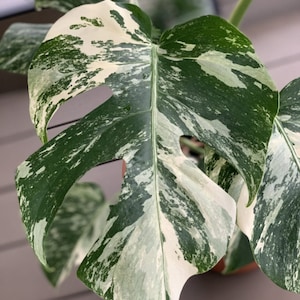 Monstera Deliciosa Albo Variegated Bunte Monstera Seltene Pflanzen Monstera-Stecklinge Vermehrungsknoten Bild 2