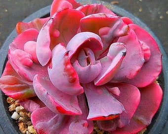 Echeveria Beyonce - beautiful succulent - propagation leaf