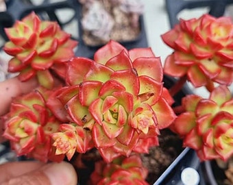 Sedeveria Magic Gold - Belle succulente - Succulente rare - Boutures