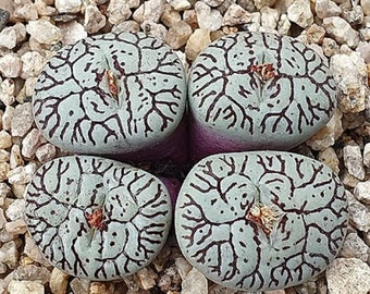 Conophytum Wittebergense - Very Rare - Beautiful Succulent - Rare Succulent - Living Stones - Succulents