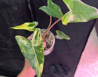 Aocasia Zebrina Variegata - Plante rare - Belle plante