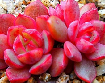 Echeveria Salu – wunderschöne Sukkulente – Vermehrungsblatt