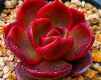 Echeveria Hongdeung - beautiful succulent - propagation leaf