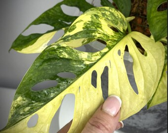 Monstera Adansonii Aurea Variegated – Bunte Monstera – Seltene Pflanzen – Monstera-Stecklinge – Vermehrungsknoten