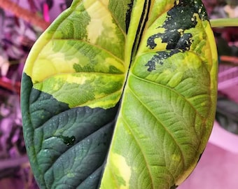 Alocasia Dragon Scale Variegata - Planta rara - Hermosa planta