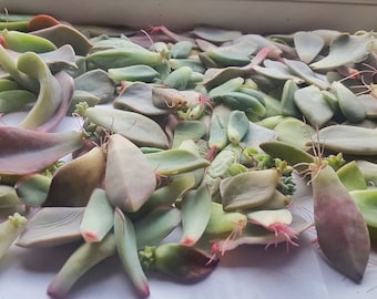 Foglie di propagazione succulente | Diversi tipi di piante grasse