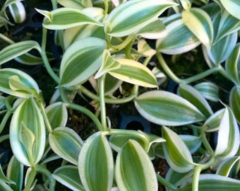 Orchidaceae Vanilla Albo Variegata - Rare Plant - Beautiful Plant - Cuttings