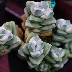 Crassula Moonglow - Hermosa Suculenta - Suculenta Rara - Esquejes