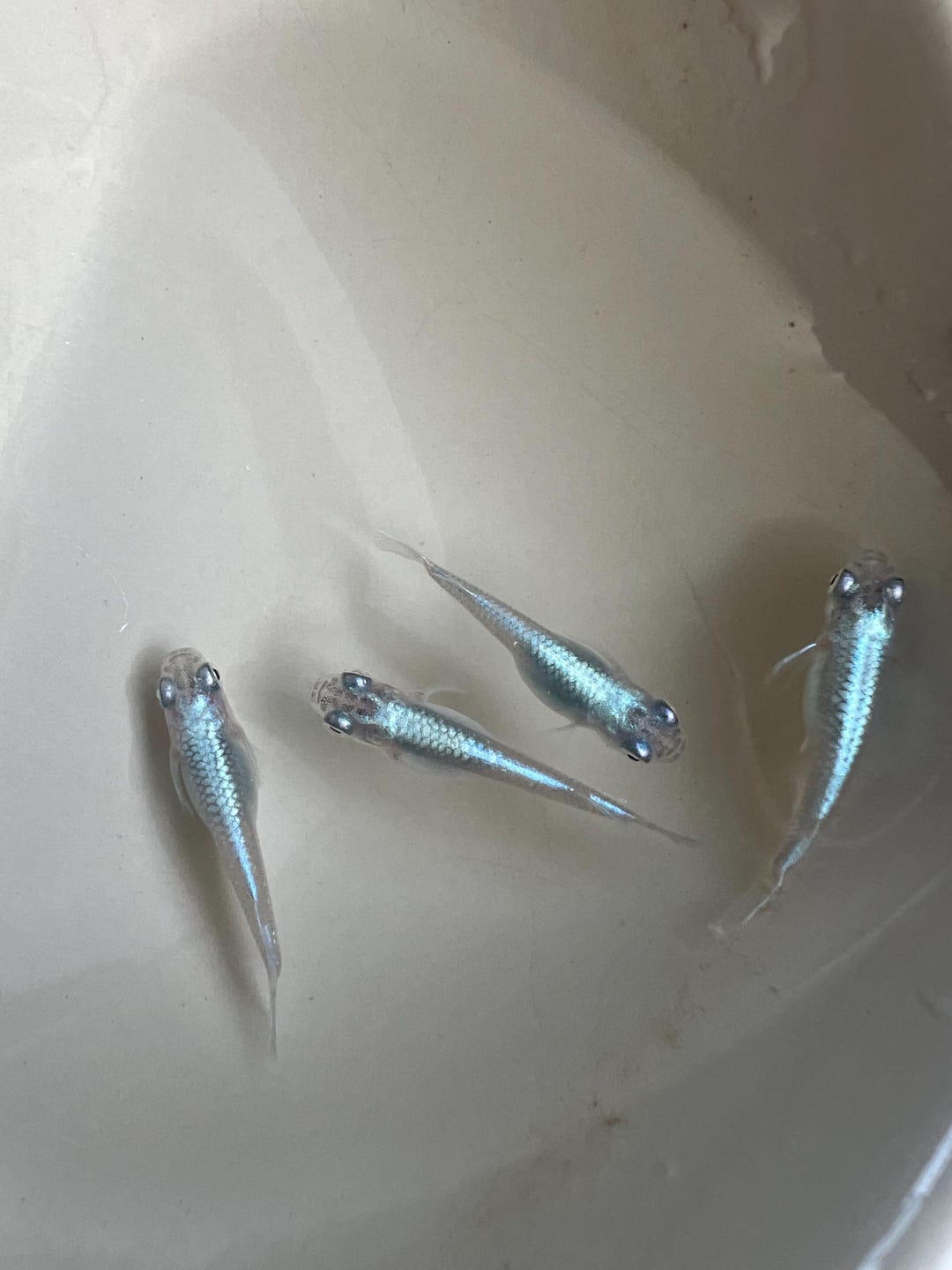 Japanese Rice Fish Eggs - Medaka Miyuki Blue - Etsy
