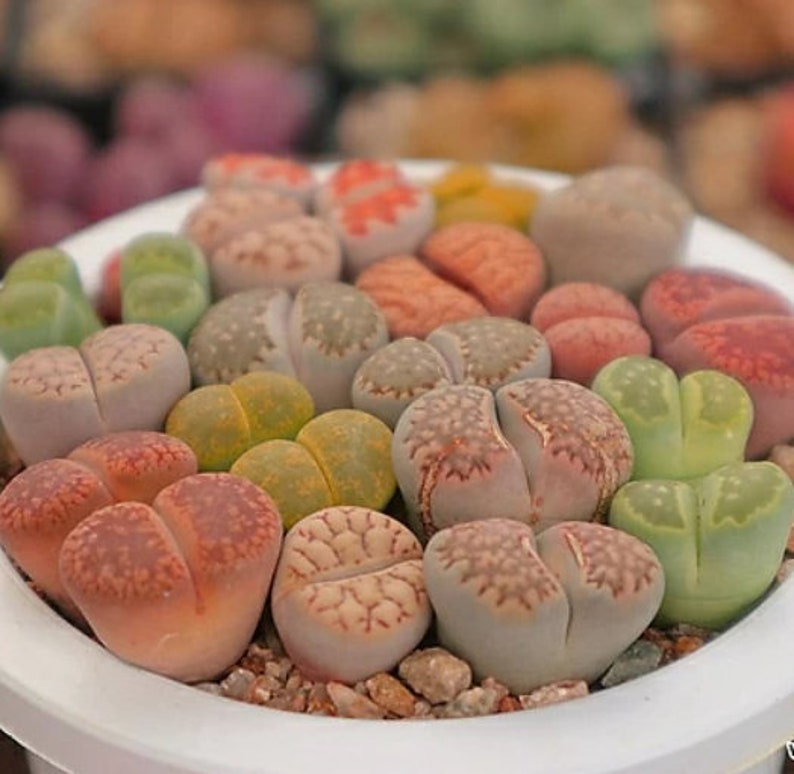 Mélange de plantes Lithops Lithops rares Plantes Lithops Pierres vivantes succulentes Plantes de pierres vivantes Pierres vivantes Lithops image 2