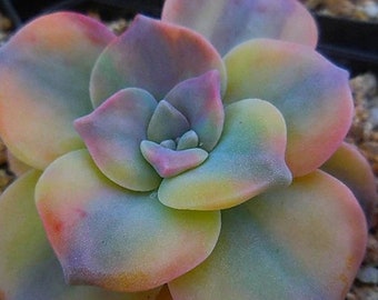 Graptopetalum Purple Delight – wunderschöne Sukkulente – Vermehrungsblatt