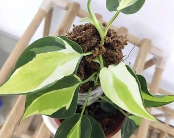 Philodendron Cream Splash - Rare Plant - Beautiful Plant - Cuttings