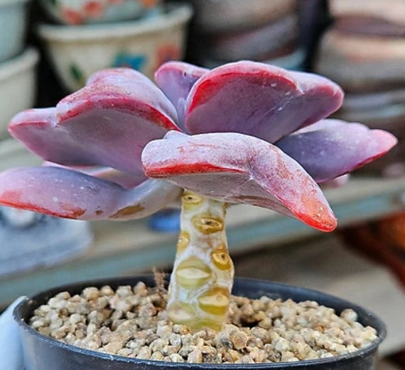 Montre Connectée Lunette Julien Tanti Graptoveria Melodie Belle