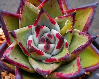 Echeveria Black Ruby – wunderschöne Sukkulente – Vermehrungsblatt