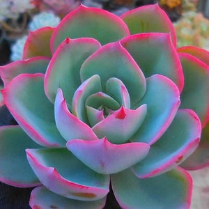 Echeveria Neon Light - hermosa suculenta - hoja de propagación