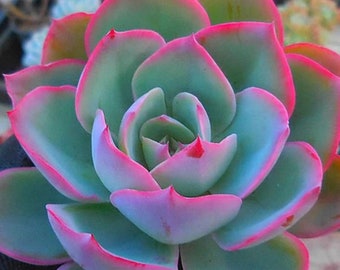 Echeveria Neon Light - bellissima pianta succulenta - foglia di propagazione