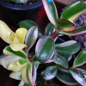 Crassula Argentea Variegata - Suculenta Rara - Hermosa Suculenta - Esquejes