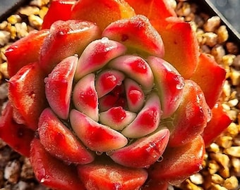 Echeveria Garcia – wunderschöne Sukkulente – Vermehrungsblatt