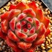 see more listings in the Echeveria section