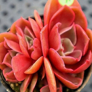 Echeveria Red Bullet - beautiful succulent - propagation leaf