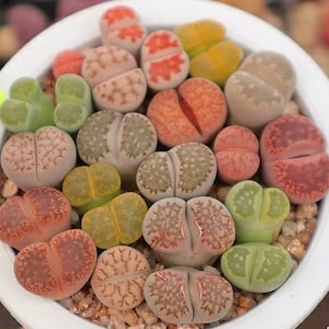 Mélange de plantes Lithops Lithops rares Plantes Lithops Pierres vivantes succulentes Plantes de pierres vivantes Pierres vivantes Lithops image 1