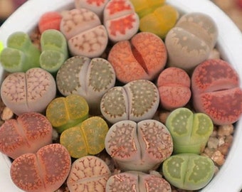 Lithops-Pflanzenmischung - Seltene Lithops - Lithops-Pflanzen - Living Stones Sukkulenten - Living Stones-Pflanzen - Living Stones - Lithops