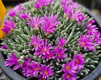 Delosperma Sphalmanthoides - Hermosas plantas - Esquejes