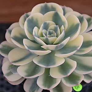 Echeveria Lenore Dean - Compton Carousel - hermosa suculenta - hoja de propagación