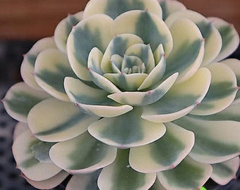 Echeveria Lenore Dean - Compton Carousel - belle succulente - feuille de propagation