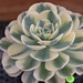 see more listings in the Echeveria section