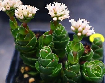 Grassula David - Beautiful Succulent - Rare Succulent - Cuttings