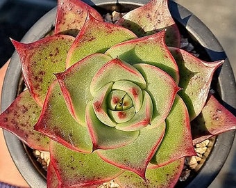 Echeveria Stella – wunderschöne Sukkulente – Vermehrungsblatt