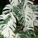 see more listings in the Monstera section