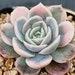 see more listings in the Echeveria section