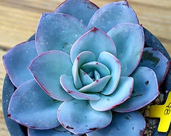 Echeveria Brinks Blue - hermosa suculenta - hoja de propagación