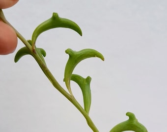 Senecio Peregrinus - Cadena de delfines - Esquejes