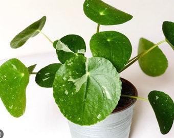 Pilea Peperomia abigarrada - hermosa suculenta - hoja de propagación - esquejes