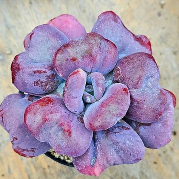 Echeveria Heart Delight - beautiful succulent - propagation leaf