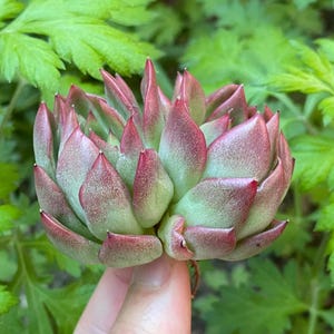 Echeveria-Liebesbrief – wunderschöne Sukkulente – Vermehrungsblatt