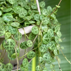 Peperomia prostrata - String of Turtles - Cuttings