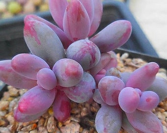 Pachysedum Ganzhou - hermosa suculenta - hoja de propagación