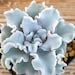 see more listings in the Echeveria section