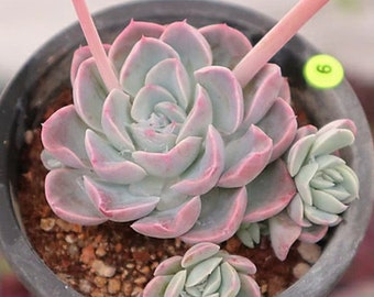 Echeveria Mona Lisa - beautiful succulent - propagation leaf