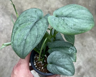 Scindapsus Silver Hero - Rare Plant - Beautiful Plant - Cuttings