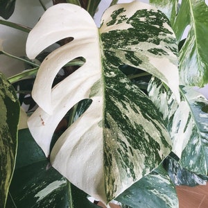 Monstera Deliciosa Albo Variegated Monstera Variegated Plantas Raras Esquejes de Monstera Nodos de Propagación imagen 3