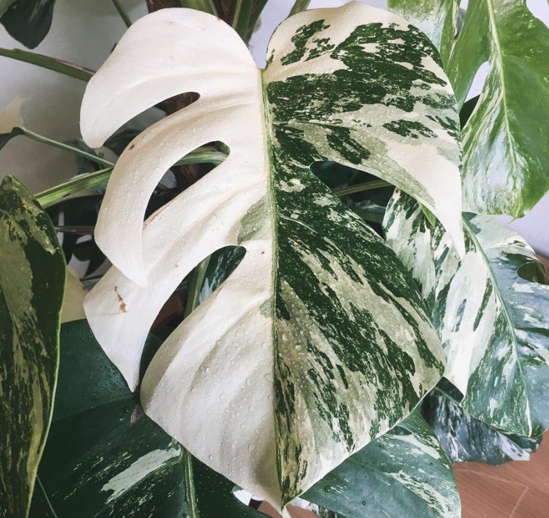 Monstera Deliciosa Albo Variegated Bunte Monstera Seltene Pflanzen Monstera-Stecklinge Vermehrungsknoten Bild 3